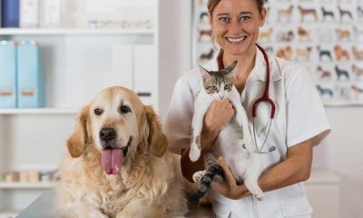 Evcil hayvan sahibi olmak isteyenlere her duruma hazırlayıcı 6 öneri