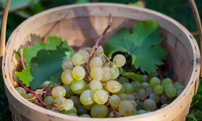 Üzüm neye iyi gelir? İşte üzümün faydaları