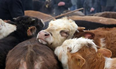 Kurban alırken bu 3 özelliğe dikkat edin – Kurban seçimi nasıl yapılır?