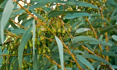 Covid-19 ile ilgili müthiş buluş: Virüsü öldüren madde bulundu