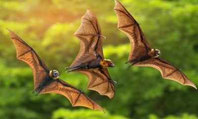 Hasta vampir yarasa sosyal mesafeye uyuyor