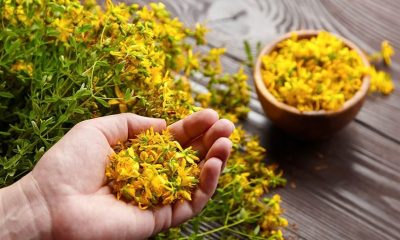 Evde yetiştirmeye uygun beş şifalı bitki